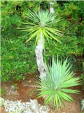 Yucca gloriosa - Cres